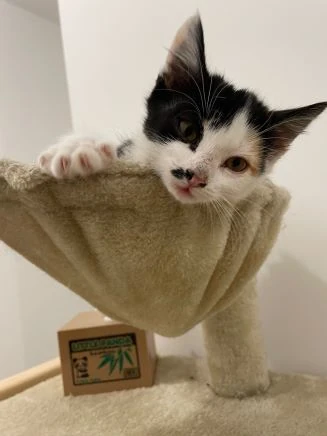 passage à domicile pour entretenir les animaux de compagnies